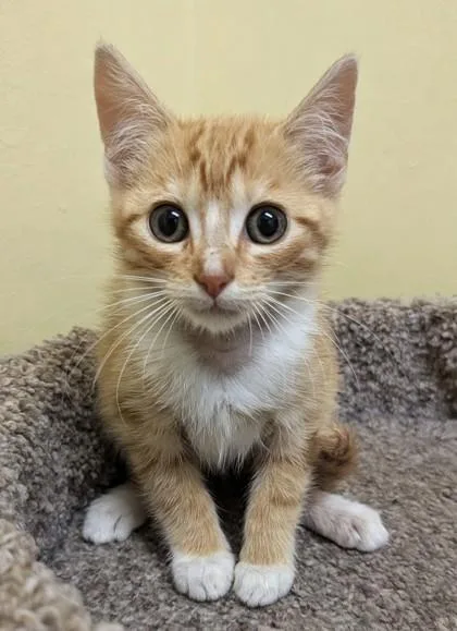 A baby medium-sized female Orange & White Domestic Short Hair cat named Wendy for adoption in Jackson, GA