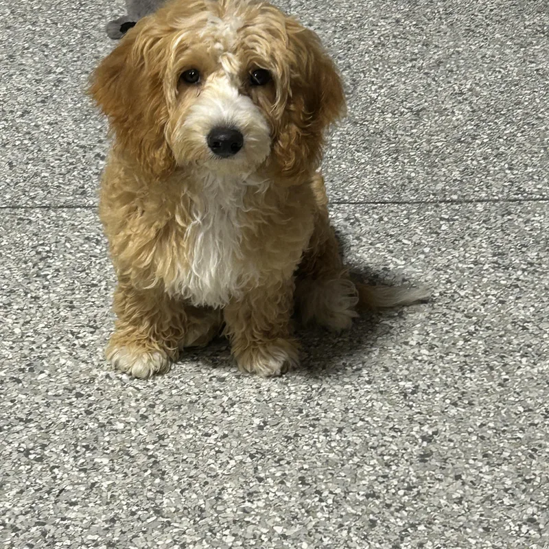 A baby small-sized male Cavapoo dog named Charlie for adoption in Antwerp, OH