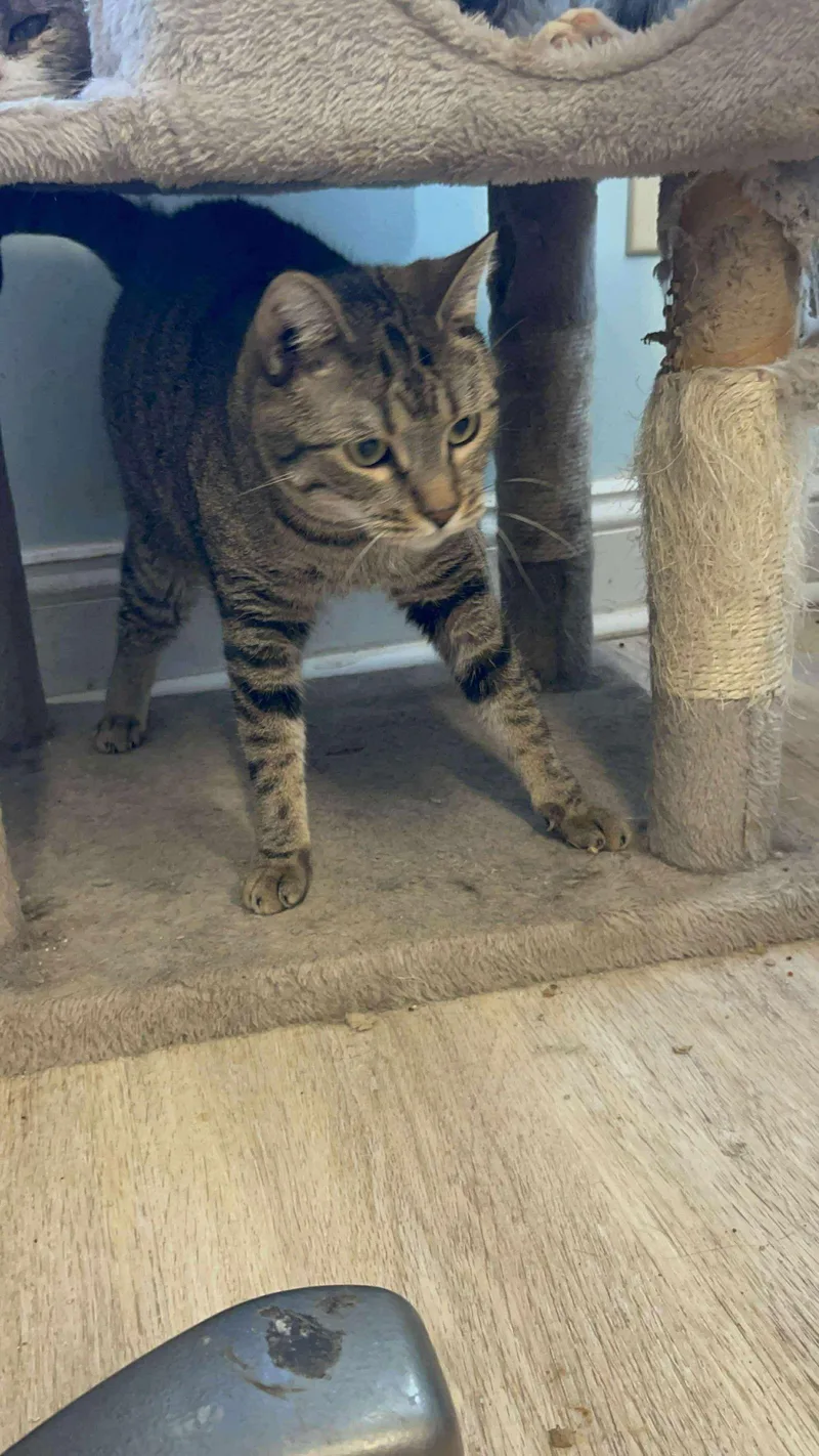 Tumbleweed thumbnail 2