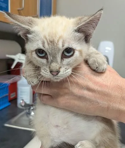 A young small-sized female Domestic Short Hair cat named Anastasia for adoption in Missoula, MT