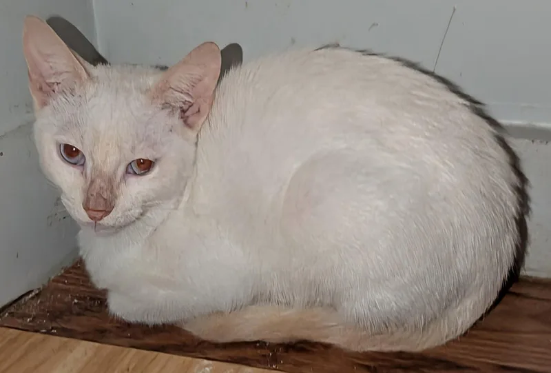 A baby medium-sized male Buff / Tan / Fawn Siamese cat named White Oak .. for adoption in Apopka, FL