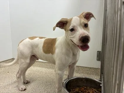 An adult medium-sized male Mixed Breed dog named Ford for adoption in Lafayette, IN