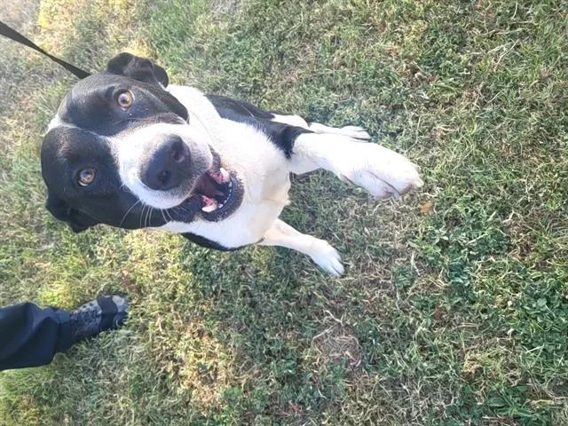 An adult medium-sized male Labrador Retriever dog named Lyon for adoption in San Antonio, TX