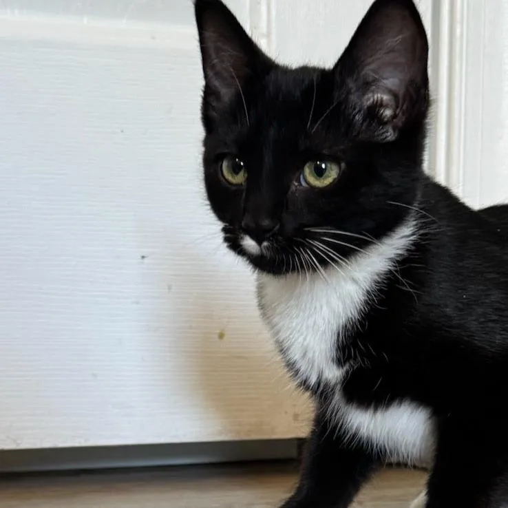 A baby small-sized female Black Domestic Short Hair cat named Shinola for adoption in Fredericksburg, VA