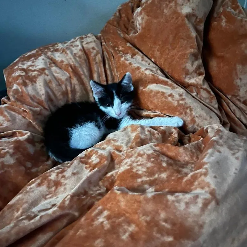 A baby small-sized male White Domestic Short Hair cat named Houdini for adoption in South Elgin, IL