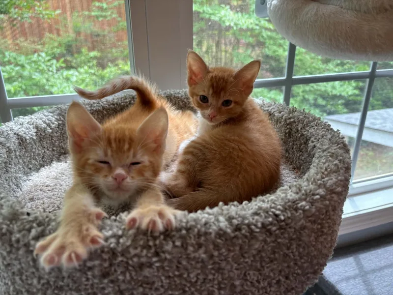 A baby medium-sized male Orange & White Domestic Short Hair cat named Thomas And George for adoption in Lawrenceville, GA