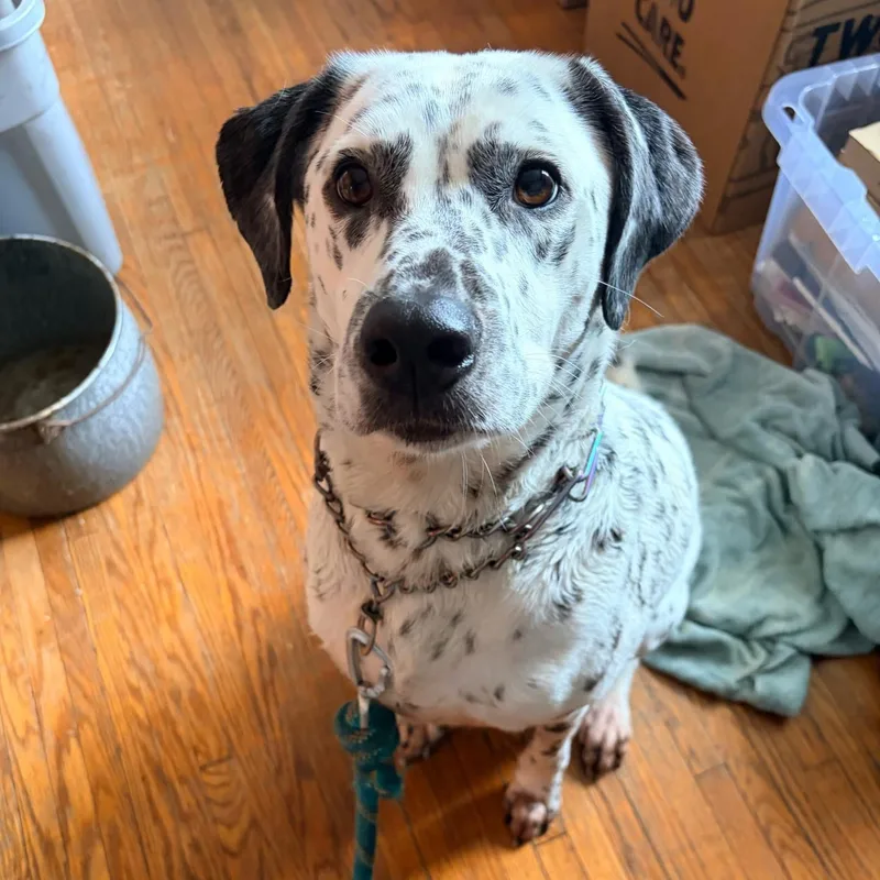 An adult medium-sized female Dalmatian dog named Blake for adoption in Sherman, IL