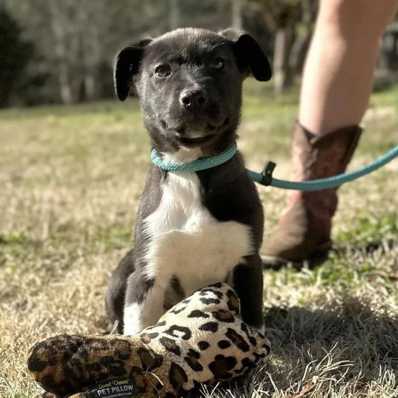 A baby medium-sized female Labrador Retriever dog named Stormy for adoption in Locust Fork, AL