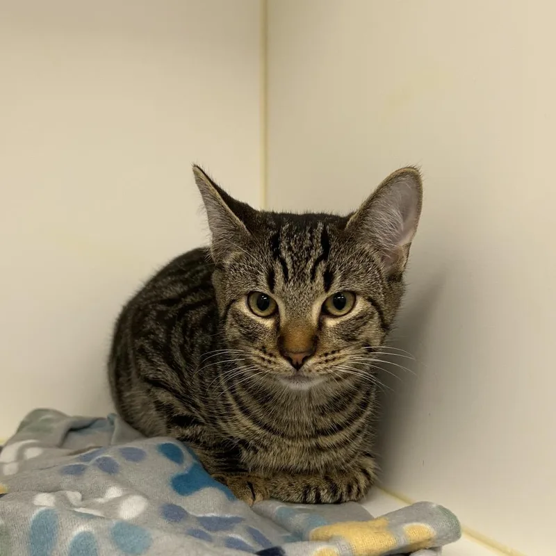 A young medium-sized male Domestic Short Hair cat named Pickles for adoption in West Palm Beach, FL
