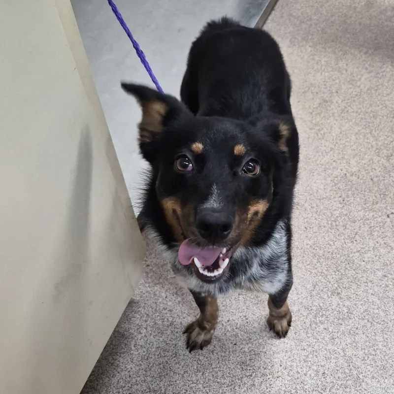 A young small-sized female Black Australian Shepherd dog named Rosemary for adoption in Ardmore, OK