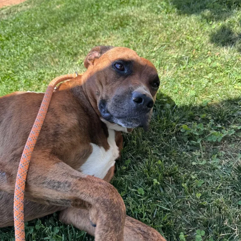 An adult medium-sized male Brindle Boxer dog named Lieutenant Dan for adoption in Branford, CT