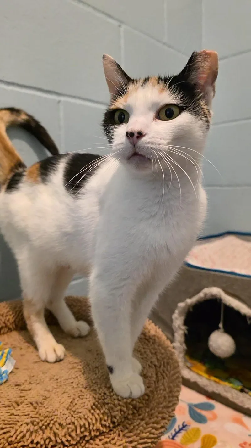 An adult medium-sized female Calico Domestic Short Hair cat named Lauretta for adoption in Smithtown, NY