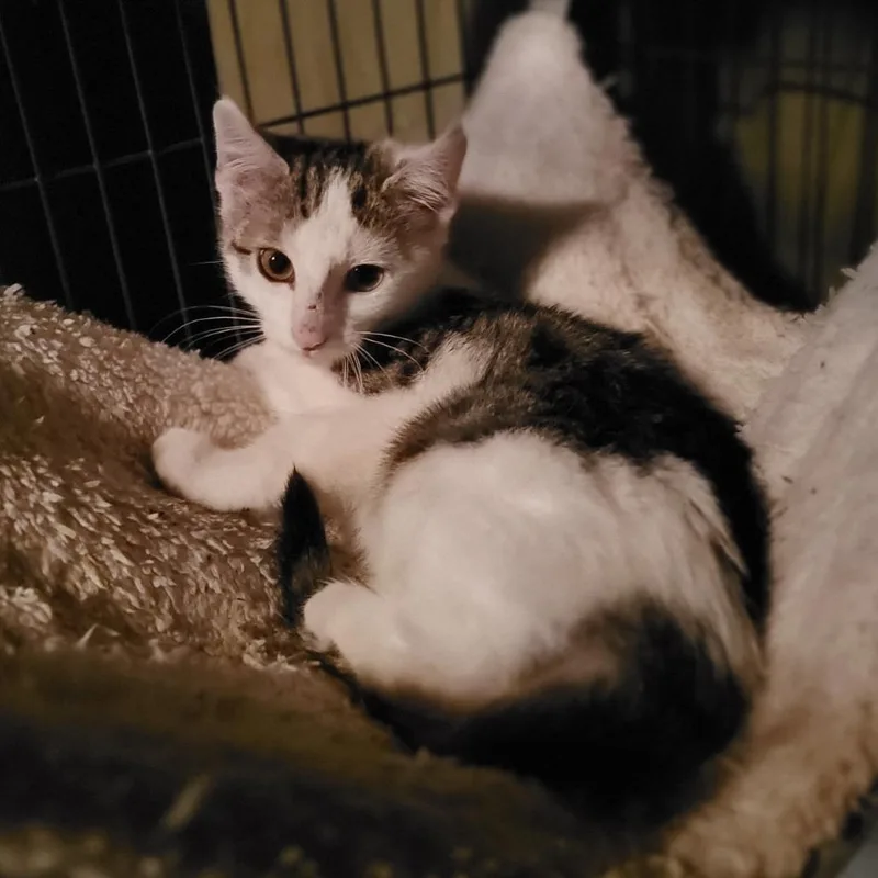 Dawn