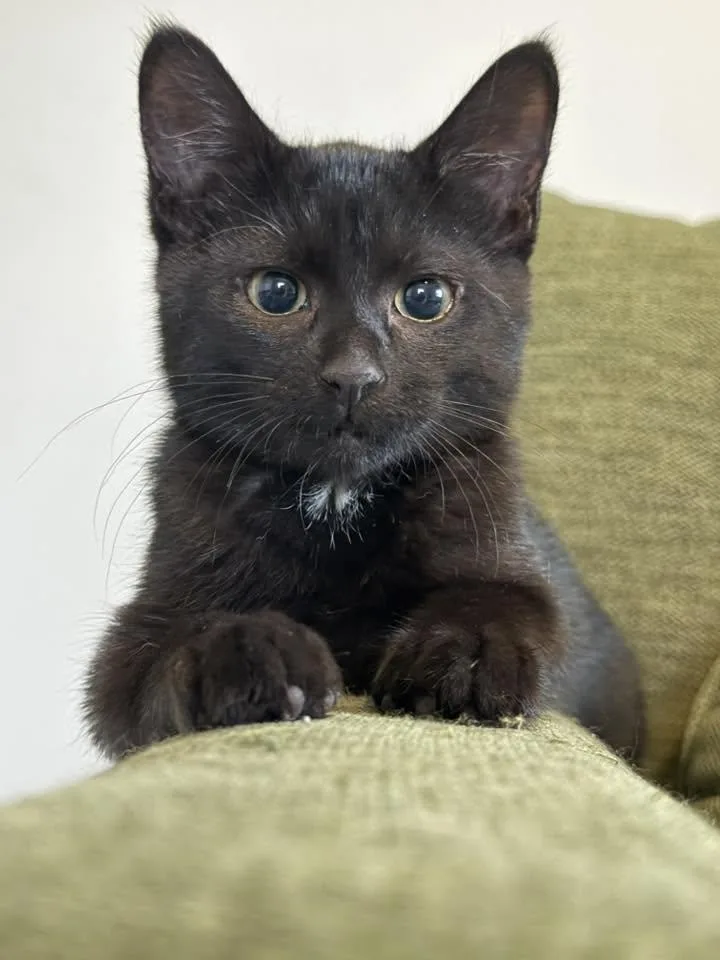 A baby small-sized female Domestic Short Hair cat named Joan for adoption in Muncie, IN