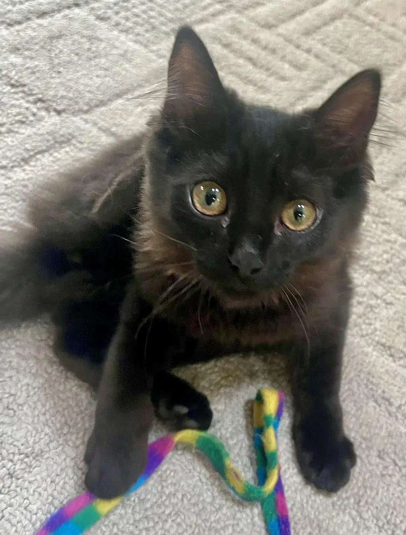 A baby small-sized female Domestic Long Hair cat named Lucy for adoption in Springfield, OR