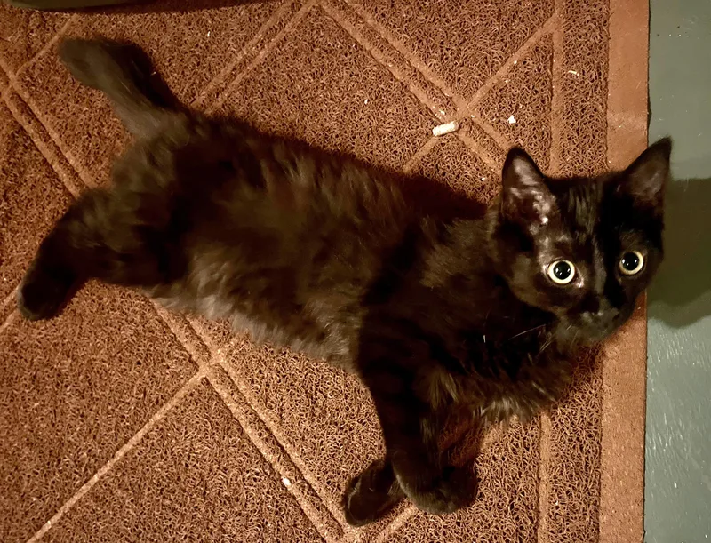 Lucy thumbnail 2