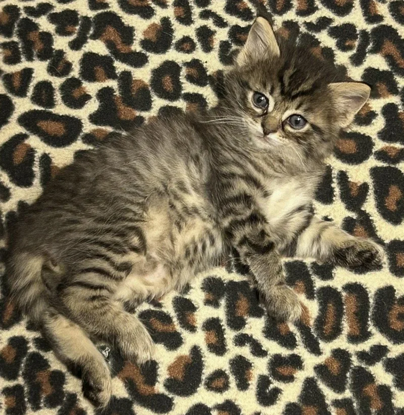 A baby medium-sized male Gray / Blue / Silver Domestic Medium Hair cat named Kronk for adoption in Tacoma, WA