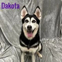 An adult large-sized female Husky dog named Dakota for adoption in Pleasantville, NJ