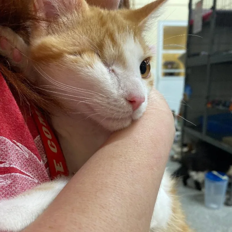 Smithette thumbnail 2