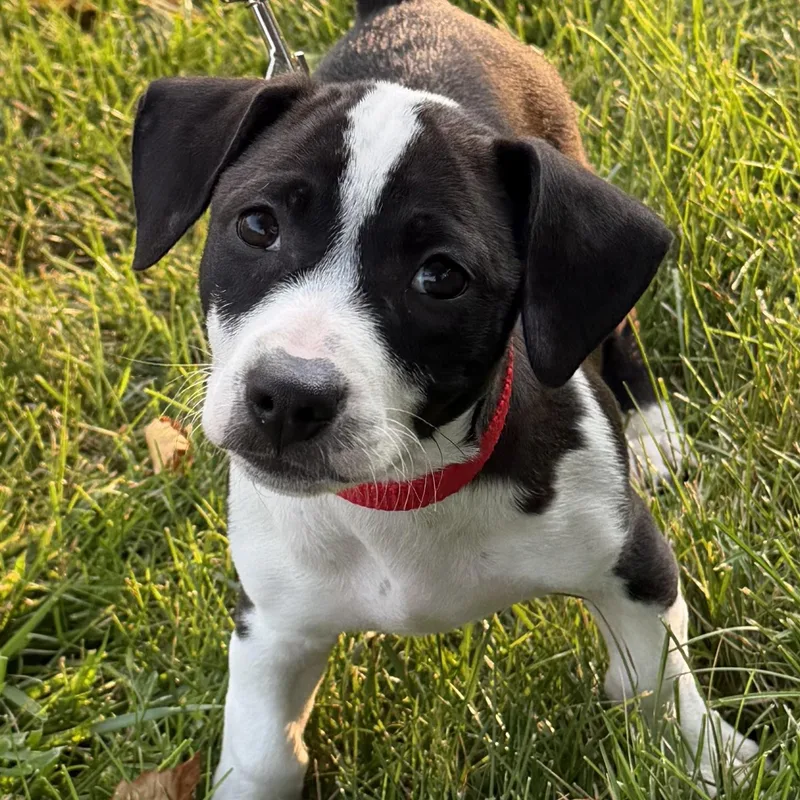 A baby medium-sized male Black Mixed Breed dog named Ranger for adoption in Libertyville, IL