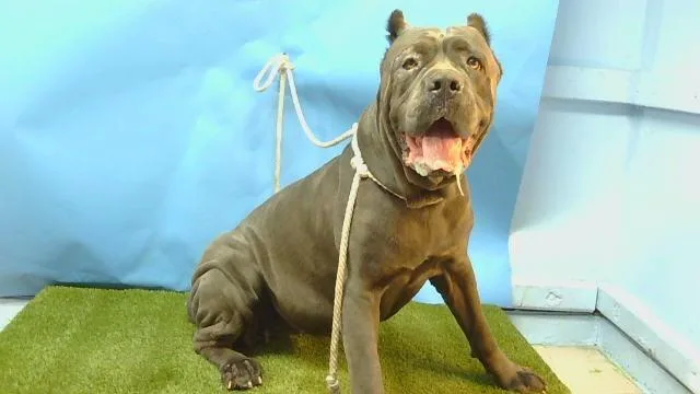 An adult extra large-sized female Cane Corso dog named Sascha for adoption in Gardena, CA
