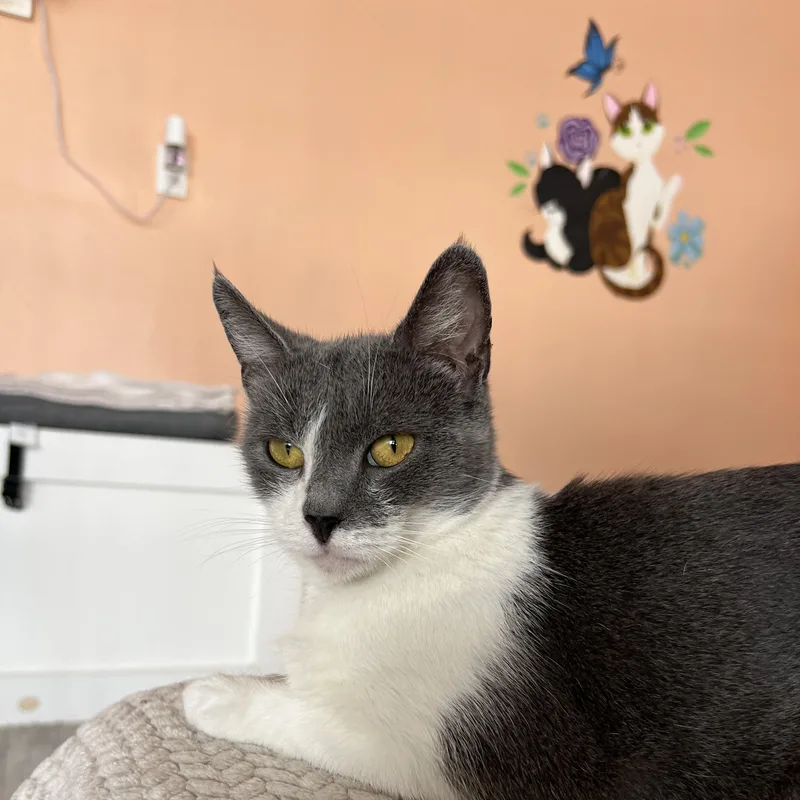 A young small-sized female Domestic Short Hair cat named Kyla for adoption in Altoona, PA