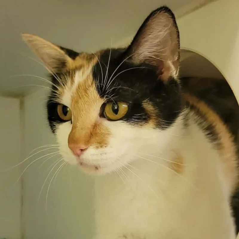 An adult medium-sized female Calico Domestic Short Hair cat named Wanda for adoption in Columbia, MO