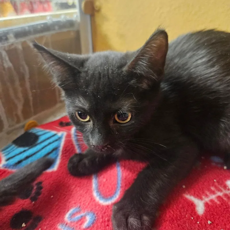 A baby small-sized female Black Domestic Short Hair cat named Peanut for adoption in Grantsville, UT