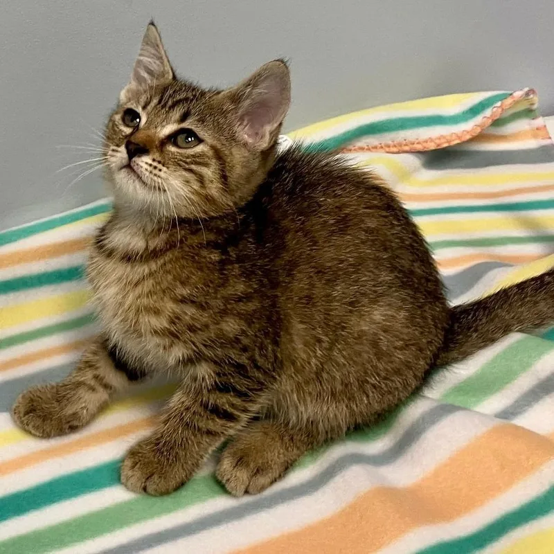 A baby medium-sized female Domestic Short Hair cat named Sasha for adoption in Gastonia, NC