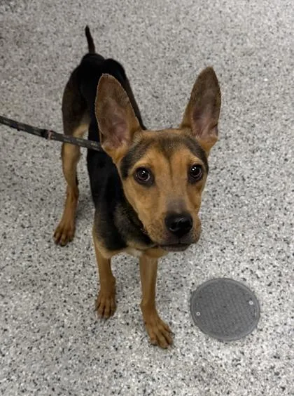 A young small-sized male Black Mixed Breed dog named Slim for adoption in Kansas City, MO