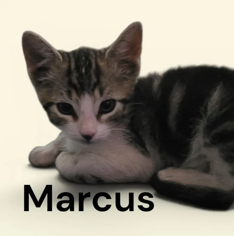 Marcus