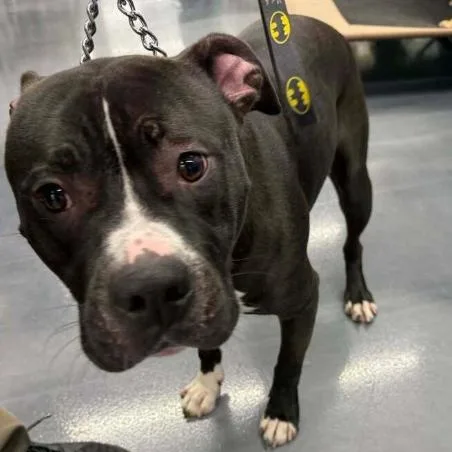 A young medium-sized male Bicolor Pit Bull Terrier dog named Cheese for adoption in Naperville, IL