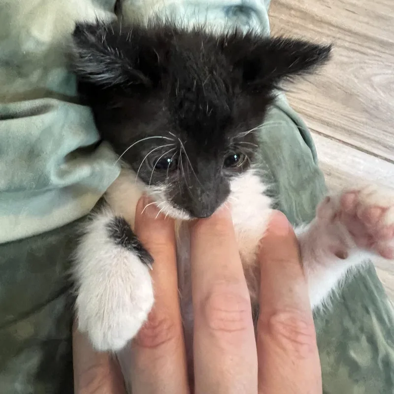 A baby small-sized male Black Domestic Short Hair cat named Paint Stick for adoption in Austin, TX