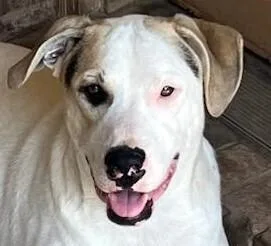 An adult medium-sized male White / Cream Mixed Breed dog named Scrappy for adoption in Dallas, TX