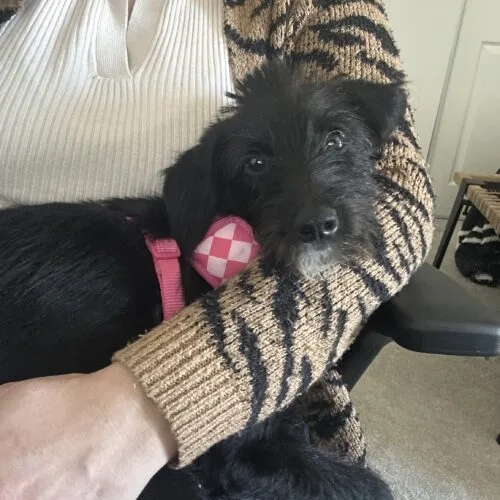 A young medium-sized female Miniature Poodle dog named Amy for adoption in Phoenix, AZ