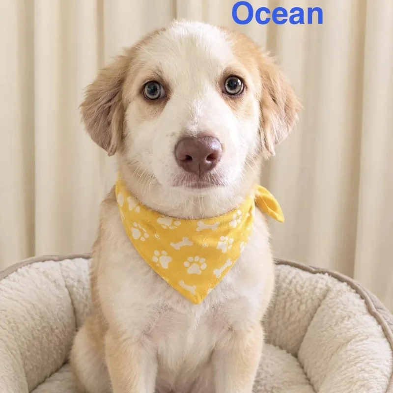 A baby small-sized male Australian Shepherd dog named Puddle for adoption in Rockville, MD