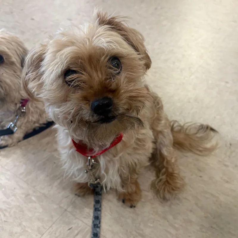 A senior small-sized male White / Cream Shih Tzu dog named Arthur for adoption in Easton, PA