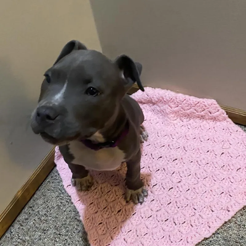 A baby small-sized female Black Pit Bull Terrier dog named Stella for adoption in South Elgin, IL
