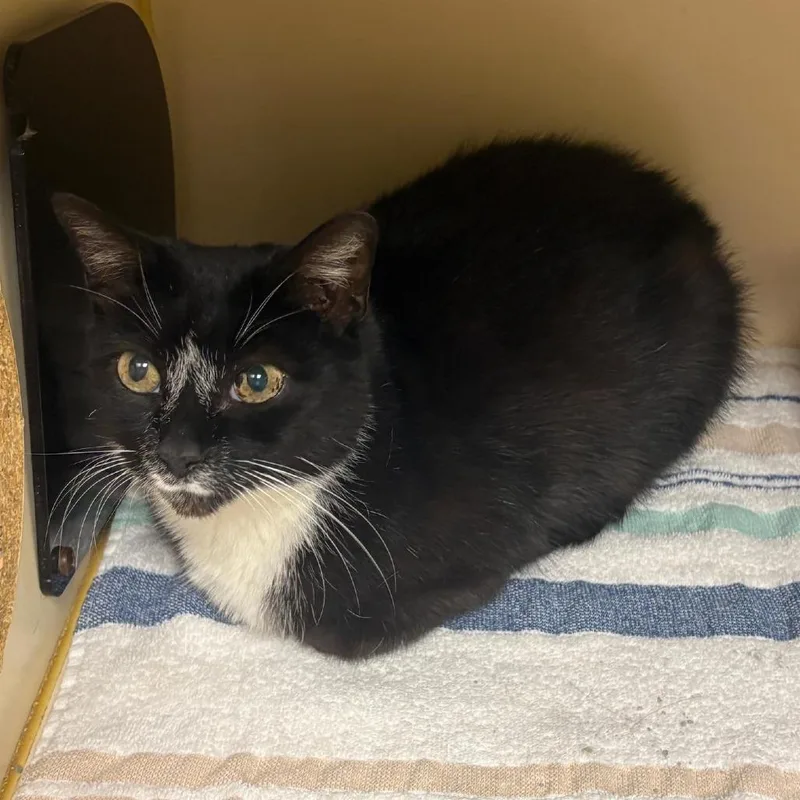 A senior medium-sized female Black Domestic Short Hair cat named Carly Houston for adoption in Denver, CO