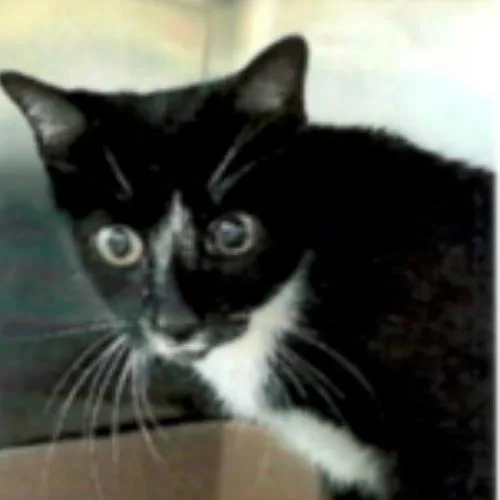 Carly Houston thumbnail 3