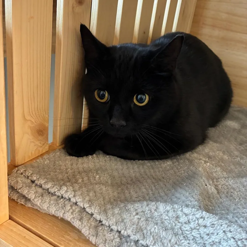 An adult small-sized male Black American Shorthair cat named Sampson for adoption in Torrey, UT