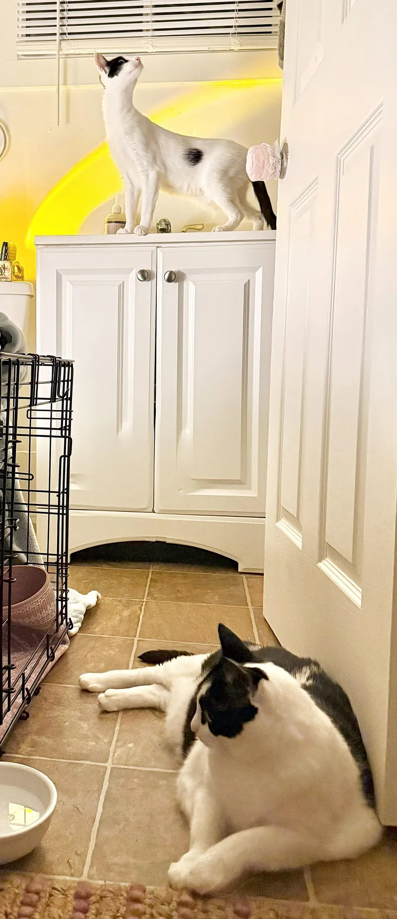 An adult medium-sized female Domestic Short Hair cat named DOLMA & GRAPE LEAF for adoption in Hillsboro, OR