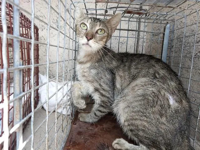 A young large-sized female Domestic Short Hair cat named Adele for adoption in Fort Lauderdale, FL