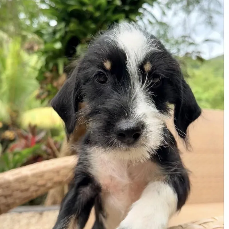 Archie soft scruffy  thumbnail 2