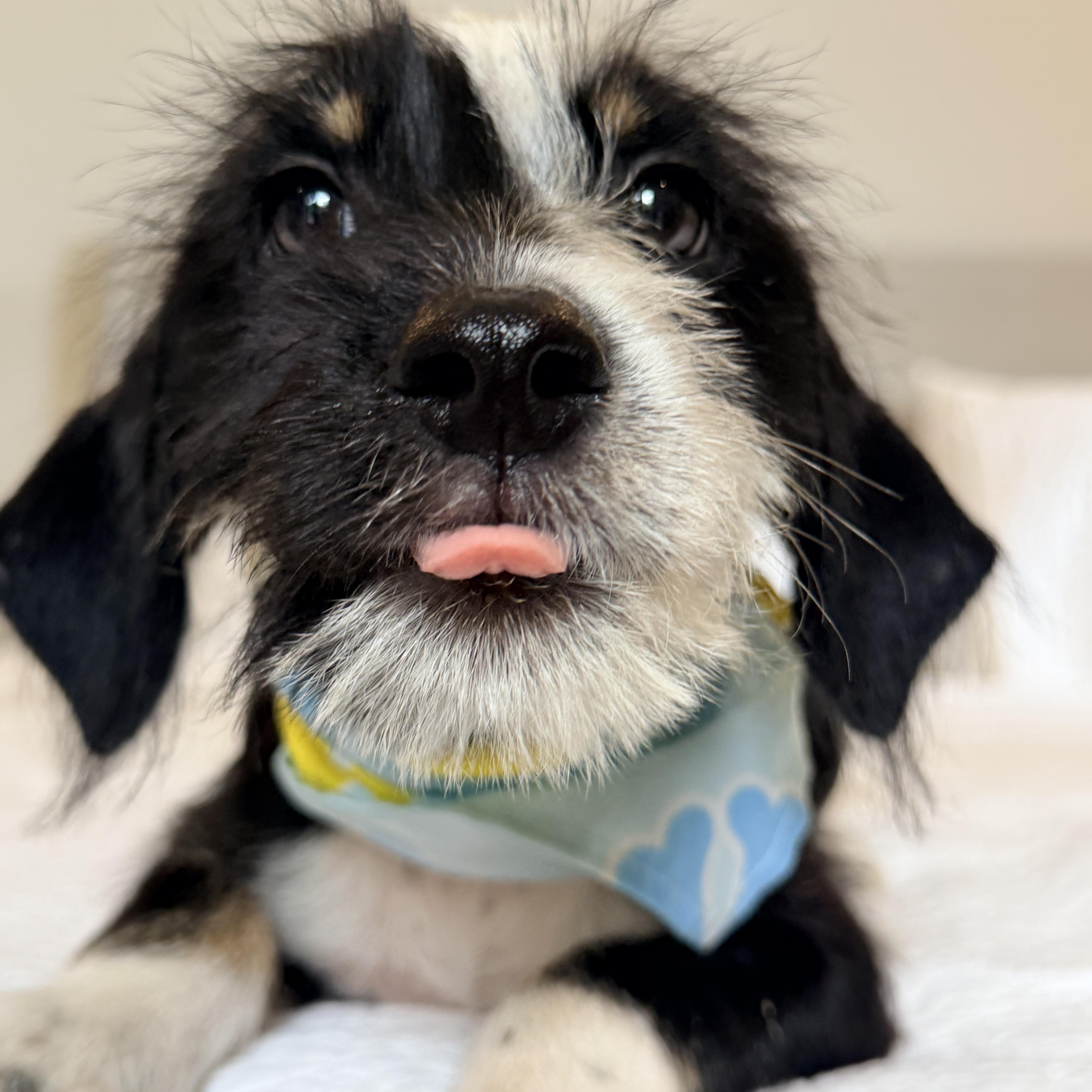Archie soft scruffy  thumbnail 4