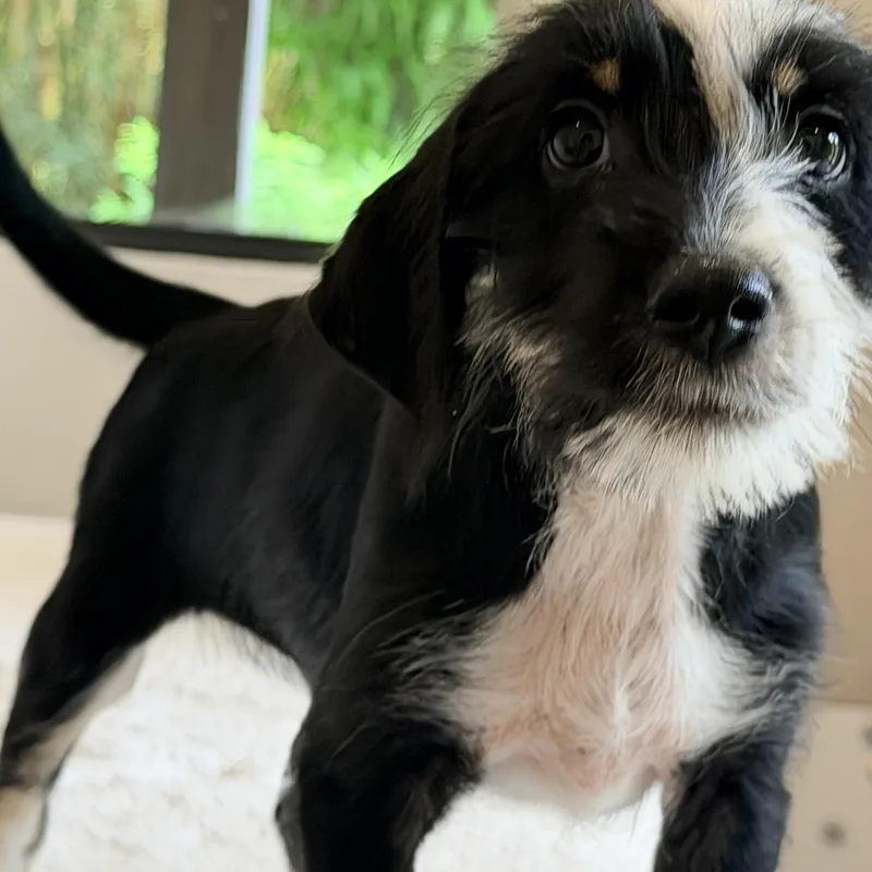 Archie soft scruffy  thumbnail 5