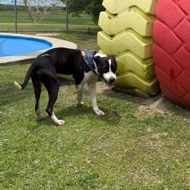An adult medium-sized male Mixed Breed dog named Jack for adoption in Humacao, PR
