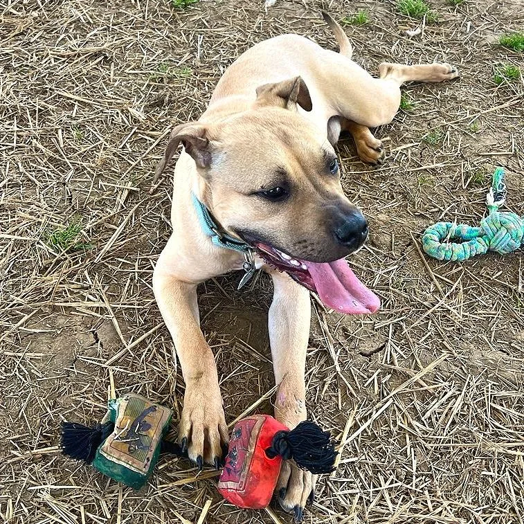 An adult medium-sized male Yellow / Tan / Blond / Fawn Mixed Breed dog named Fawn for adoption in Chattanooga, TN