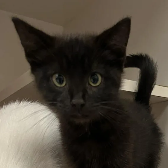 A baby small-sized male Black Domestic Short Hair cat named Ebony for adoption in Redwood City, CA
