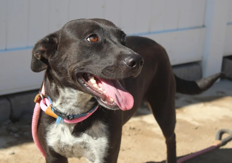 An adult medium-sized female Black Pit Bull Terrier dog named Ruby for adoption in Yucca Valley, CA